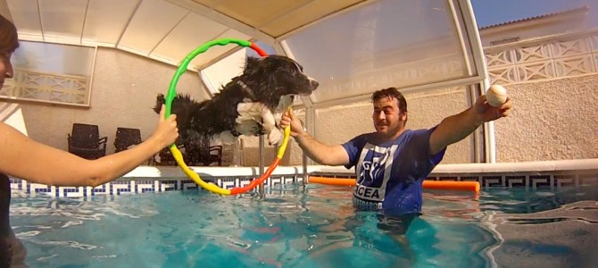 Terapia con animales en agua en Alicante