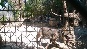 Terapia con animales en Alicante