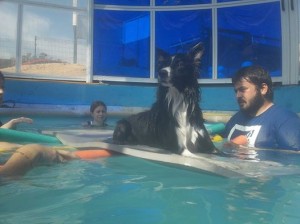 terapia con perros en medio acuatico